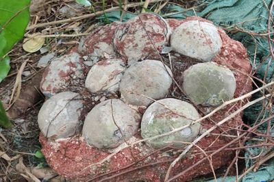 Phát hiện hóa thạch trứng khủng long giữa thành phố ở Trung Quốc