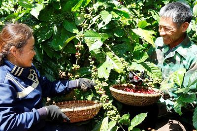 Nông nghiệp tái sinh đang thay đổi tích cực ngành cà phê Việt Nam
