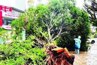 Bão số 1 vào Quảng Ninh: Nhà tốc mái, cây gãy đổ