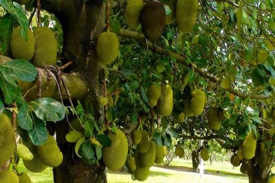 Loài cây cho quả lớn nhất thế giới khiến nhiều người Việt phát cuồng