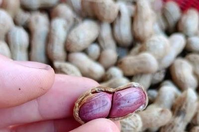 Loại hạt được ca ngợi 'vua dinh dưỡng' nhưng 2 nhóm người nên tránh xa