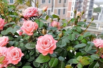Top 5 loài cây được mệnh danh là 'cây hạnh phúc' cho không gian sống