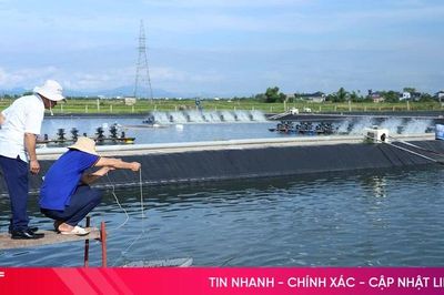 Người nuôi tôm Hà Tĩnh làm gì trước 'áp lực kép'?