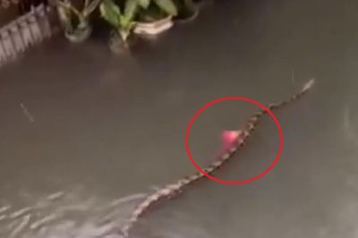 Vừa mở cửa sổ, người dân phát hiện cảnh tượng 'nổi da gà'