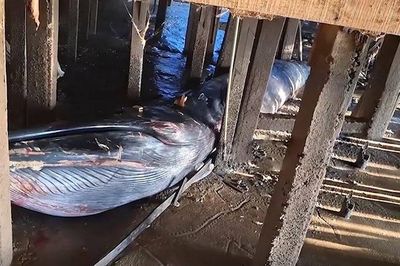 Thấy cảnh tượng lạ dưới ngôi nhà gỗ, người dân ùn ùn kéo tới xem
