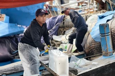 Giá dầu giảm, ngư dân Quảng Ngãi mạnh dạn vươn khơi