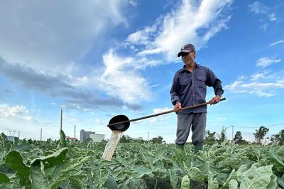 Những giấc mơ hoa giữa nắng lửa