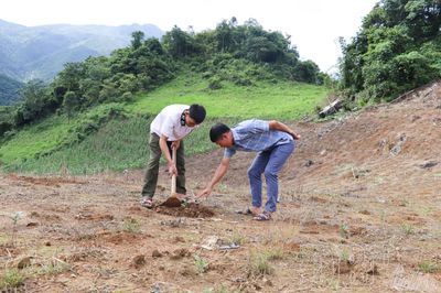 Chiềng Sinh tập trung chăm sóc cà phê trồng mới