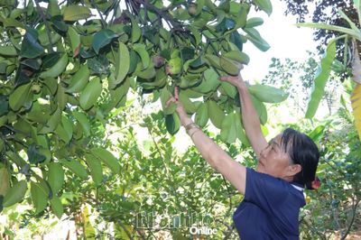 Thêm thu nhập từ cây măng cụt