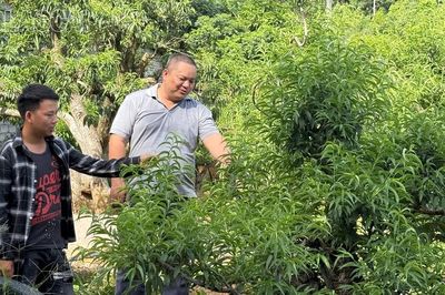 Ngát xanh đồng đất Thượng Hà