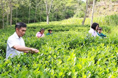 Vùng chè Thượng Minh chờ sức bật mới