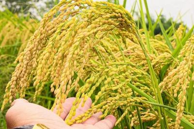 Ngày 5/7: Giá lúa tươi tại Đồng bằng sông Cửu Long đảo chiều tăng