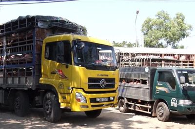 Mở rộng kiểm soát an toàn thực phẩm tại nguồn ở TP Hồ Chí Minh