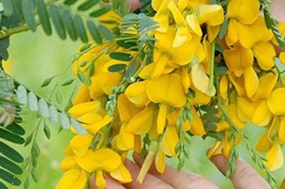 Tác dụng của bông điên điển với sức khỏe