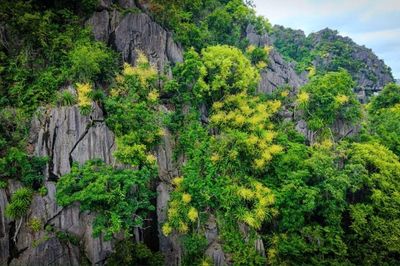 Quảng Ninh: Hoa phát tài nở vàng tươi trên vách đá cheo leo