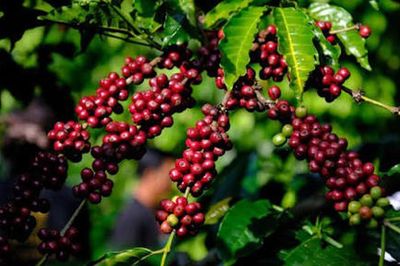 THỊ TRƯỜNG HÀNG HÓA: Giá cà phê nối dài đà tăng