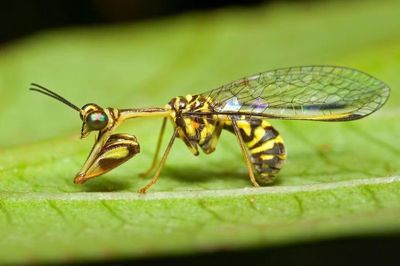Vòng đời đáng kinh ngạc của sinh vật trông như chuồn chuồn lai bọ ngựa