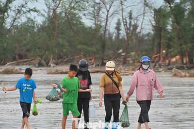 Người dân Móng Cái đổ xô nhặt 'lộc trời' sau bão