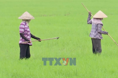 Nâng diện tích lúa giảm phát thải gắn với bài toán sử dụng phân bón đúng