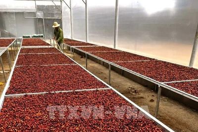 Xuất khẩu cà phê 2026: Tăng sản lượng, khó tăng kim ngạch khi giá giảm sâu