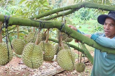 Tất bật bảo vệ vườn sầu riêng trước mùa mưa bão