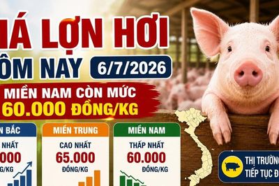 Giá lợn hơi hôm nay 6/7: Miền Nam còn mức 60.000 đồng/kg