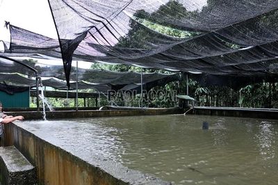 Cá tầm mở hướng làm giàu ở Việt Hồng
