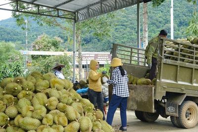 Lâm Đồng giữ an toàn giao thông mùa thu hoạch sầu riêng