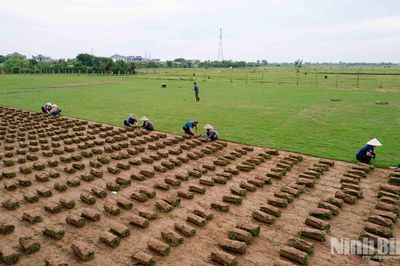 Nam Hồng phát triển nghề trồng cỏ cảnh trên vùng đất bãi