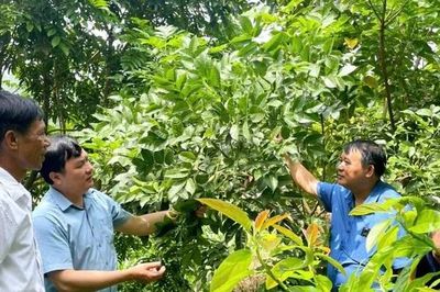 Tiềm năng kinh tế của cây trám đen