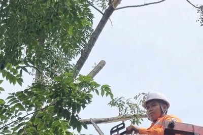 Điện lực Lập Thạch chủ động phát quang hành lang lưới điện, ứng phó với bão số 1
