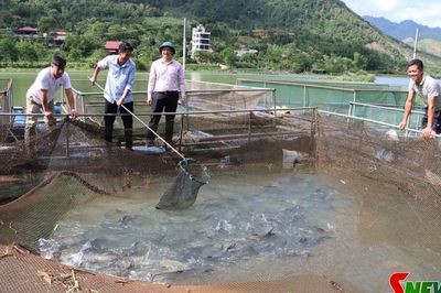Phát huy lợi thế, đẩy mạnh chăn nuôi bền vững
