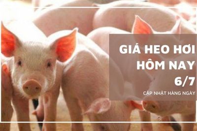 Ngày 6/7: Giá heo hơi dao động từ 60.000 - 66.000 đồng/kg