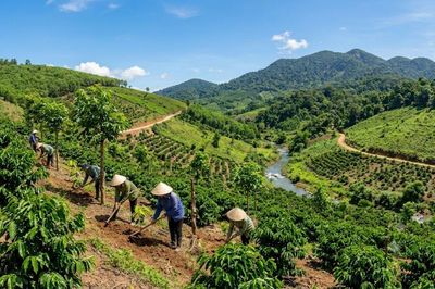 Vùng nguyên liệu cà phê, cao su Lâm Đồng thích ứng quy định châu Âu