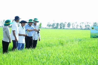 Bước ngoặt thay đổi của người nông dân trên vùng đất nhiễm phèn nặng
