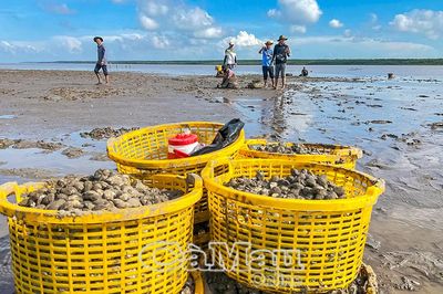 Thu hoạch nghêu ở Ðất Mũi