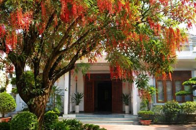 Có nên trồng cây Lộc Vừng trước nhà hay không?