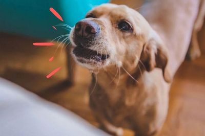 Tại sao chó hay sủa và cắn một số người, nhưng với người khác lại không?