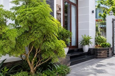 Có nên trồng cây đinh lăng trước cửa nhà?