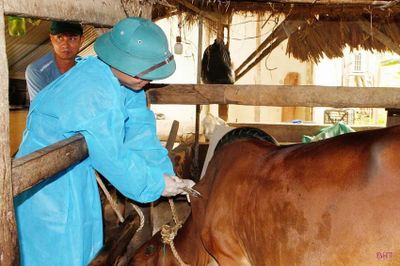 Quảng Ninh: Các địa phương bị phê bình do chậm triển khai tiêm phòng vật nuôi đợt 1
