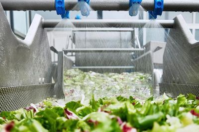 Công nghệ chế biến rau lá và salad hiện đại tối ưu năng suất sản xuất
