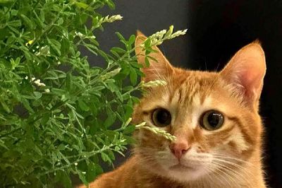 Lý do người Trung Quốc không ăn thịt mèo