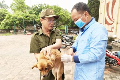 Tăng mức phạt đối với hành vi thả rông chó: Có đủ sức thay đổi thực trạng?