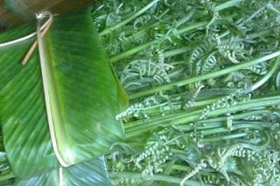 Loại rau dại trước bỏ đi nay là đặc sản giá 200.000 đồng/kg được người Trung Quốc xem là 'rau trường thọ', sang tận nơi để thu mua