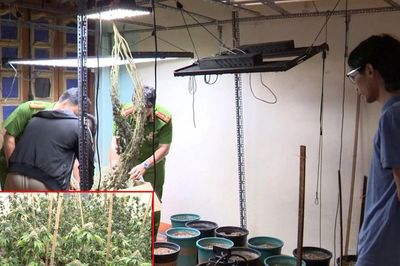 Biến nhà ở thành 'trang trại' khép kín quy trình trồng cần sa