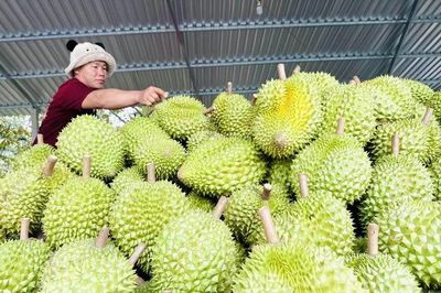 Doanh nghiệp xuất khẩu trái cây giảm áp lực về thời gian