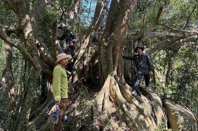 Để Khu dự trữ sinh quyển thế giới Núi Chúa phát triển xanh, đảm bảo đa dạng sinh học