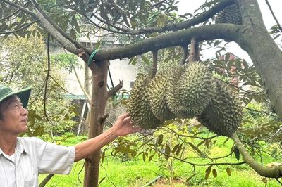 Sầu riêng nhiều vườn ở Đắk Lắk 'xấu mã', thương lái đổi cách mua