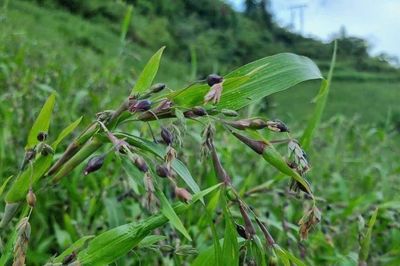 Loại cây mọc dại tốt cho người mắc tiểu đường, viêm khớp