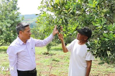 Cây mắcca tạo sinh kế bền vững cho vùng biên phía Tây Lâm Đồng